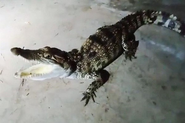 Nghe An: Bat ngo phat hien ca sau khi di cau ca dem