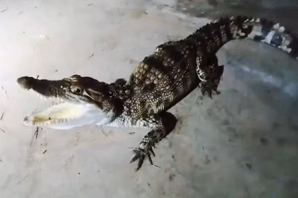 Nghe An: Bat ngo phat hien ca sau khi di cau ca dem