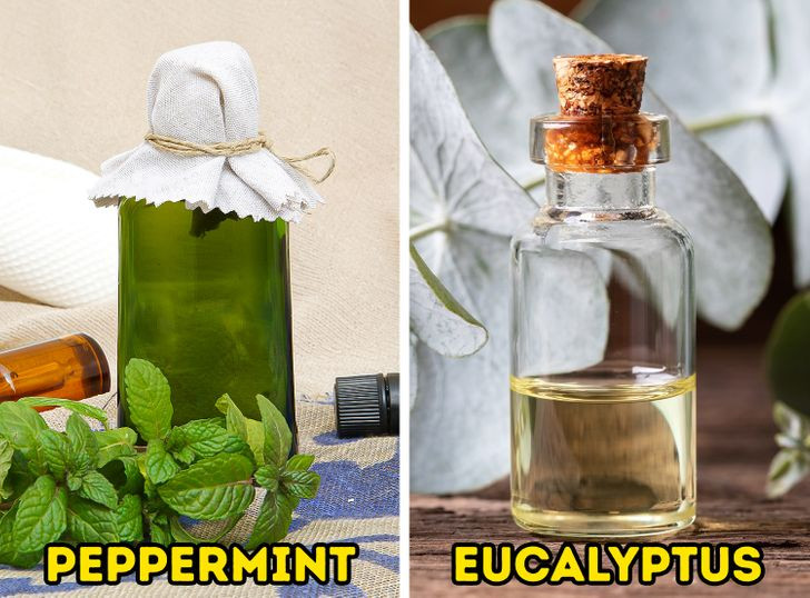 Hít một số loại tinh dầu như tinh dầu bạc hà và bạch đàn.