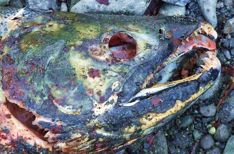 15. Stink Heads – Hoa Kỳ: Có nguồn gốc từ Alaska, món ăn truyền thống này bao gồm đầu của một con cá, thường là cá hồi, được chôn dưới lòng đất và lên men trong nhiều tuần liên tục. Sau khi chôn đủ ngày, nó sẽ được đào lên và ăn. Người ta mô tả món ăn này tương tự như pho mát cay nhưng không phải ai cũng dũng cảm để thưởng thức.