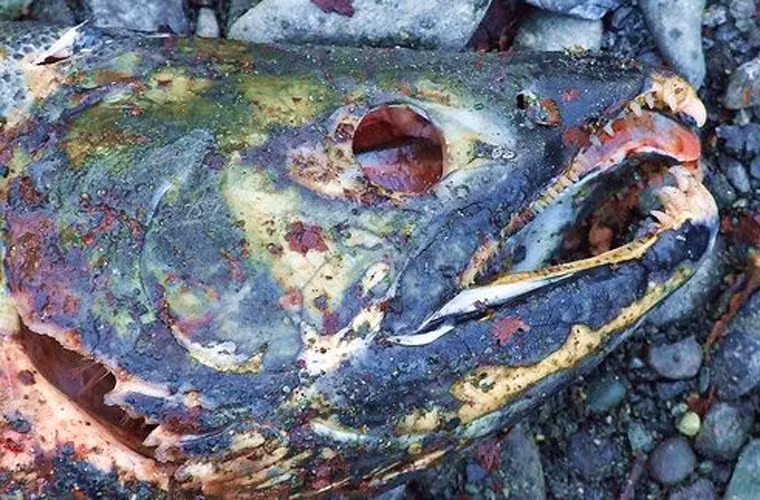 15. Stink Heads – Hoa Kỳ: Có nguồn gốc từ Alaska, món ăn truyền thống này bao gồm đầu của một con cá, thường là cá hồi, được chôn dưới lòng đất và lên men trong nhiều tuần liên tục. Sau khi chôn đủ ngày, nó sẽ được đào lên và ăn. Người ta mô tả món ăn này tương tự như pho mát cay nhưng không phải ai cũng dũng cảm để thưởng thức.