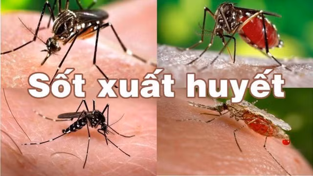 Bộ Y tế cảnh báo sốt xuất huyết đang vào mùa, số ca mắc hàng tuần có xu hướng gia tăng, đặc biệt là tại Hà Nội và một số tỉnh khu vực miền Nam. Ảnh: SK&amp;ĐS. 