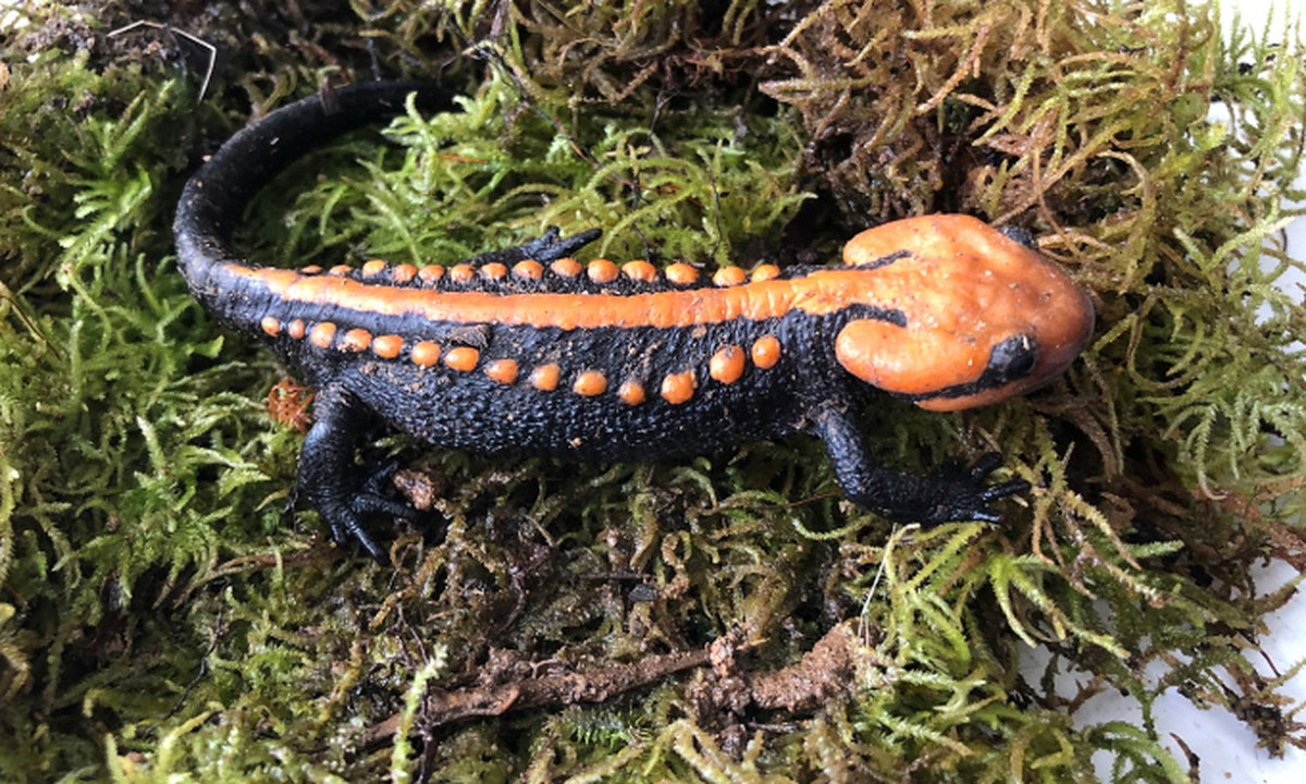  10. Cá cóc sần Ngọc Linh. Được phát hiện ở Khu bảo tồn thiên nhiên Ngọc Linh ở Tây Nguyên, Việt Nam, đây là một trong những loài cá cóc rực rỡ nhất từng được biết đến.