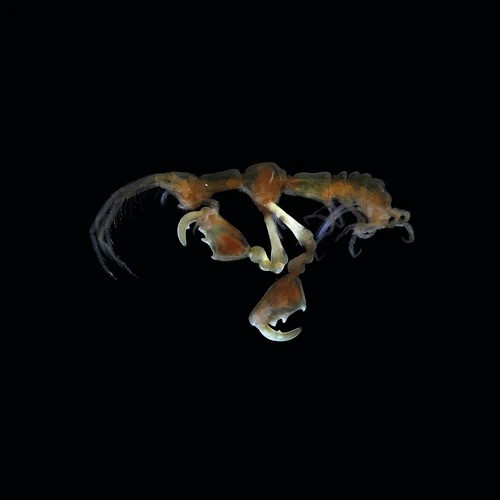  7. Capropodocerus kamaitachi. Loài giáp xác mới này được thu thập từ đáy biển ở độ sâu khoảng 850 m ngoài khơi bờ biển phía Đông tỉnh Miyagi của Nhật Bản. Dài khoảng 5,4 mm, chúng là họ hàng xa của các loài rầy cát đã biết.