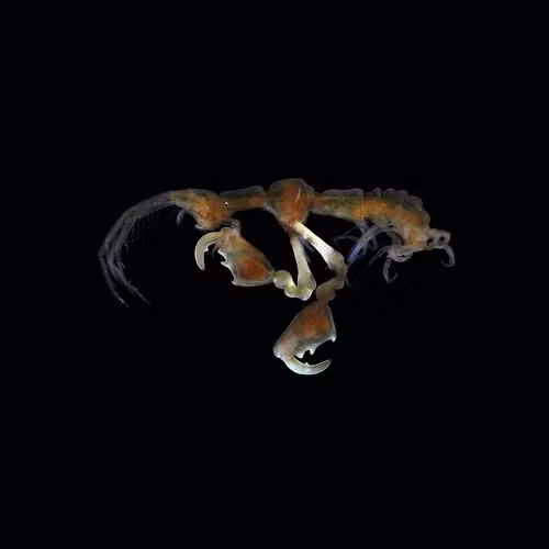  7. Capropodocerus kamaitachi. Loài giáp xác mới này được thu thập từ đáy biển ở độ sâu khoảng 850 m ngoài khơi bờ biển phía Đông tỉnh Miyagi của Nhật Bản. Dài khoảng 5,4 mm, chúng là họ hàng xa của các loài rầy cát đã biết.