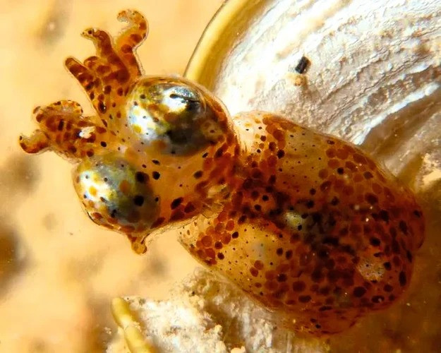  9. Mực Kodama jujutsu. Đây là một trong hai loài mực lùn mới được tìm thấy gần bờ biển đảo Okinawa thuộc quần đảo Ryukyu của Nhật Bản. Kích thước khi trưởng thành của loài mực tí hon này chỉ đạt khoảng 1 cm.