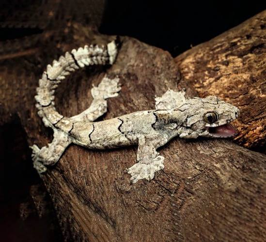  6. Tắc kè Gekko mizoramensis. Loài tắc kè mới này được phát hiện ở phía Đông Bắc Ấn Độ và Bangladesh, nơi chúng sống trên cây xung quanh nơi ở của con người. Màu da của loài này giúp chúng ngụy trang hoàn hảo trên cảnh cây.