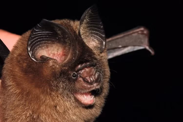  1. Dơi lá Hipposideros kingstonae. Loài dơi mới này được phát hiện ở Đông Nam Á, thuộc một nhóm gồm khoảng 70 loài dơi có đặc điểm chung là khoang mũi tròn. Loài này khác biệt với các họ hàng ở hình dạng mũi và tiếng kêu âm vực cao mà chúng phát ra.