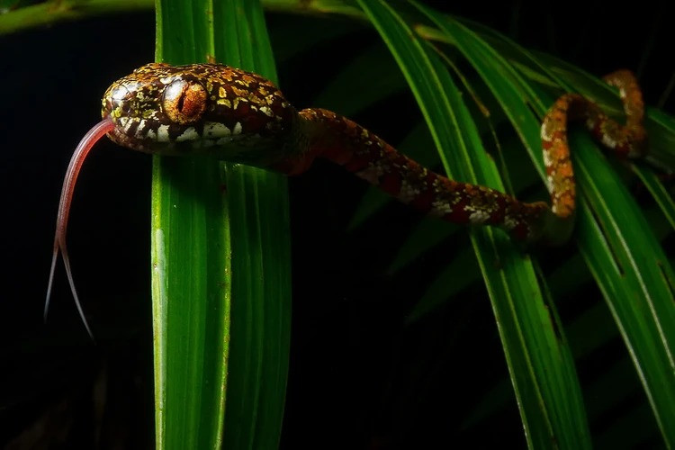  2. Rắn ăn ốc DiCaprio (Sibon irmelindicaprioae). Được tìm thấy ở Panama và Colombia, loài rắn nhỏ này có hoa văn đẹp này là loài mới nhất trong số 5 loài rắn ăn ốc đã được biết đến.