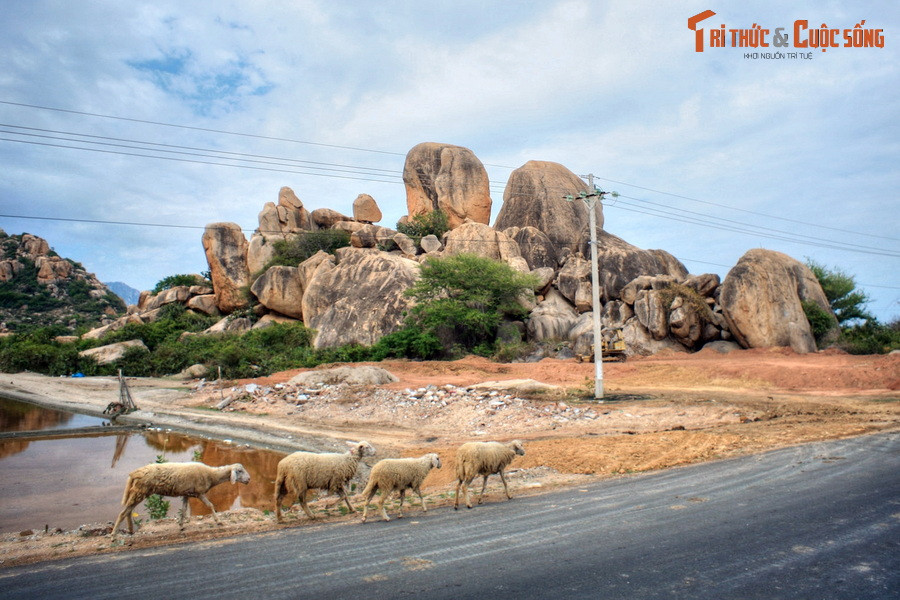 Những chú cừu - loài gia súc đặc trưng của Ninh Thuận - đi qua bãi đá có hình thù kỳ thú ở huyện Ninh Hải.