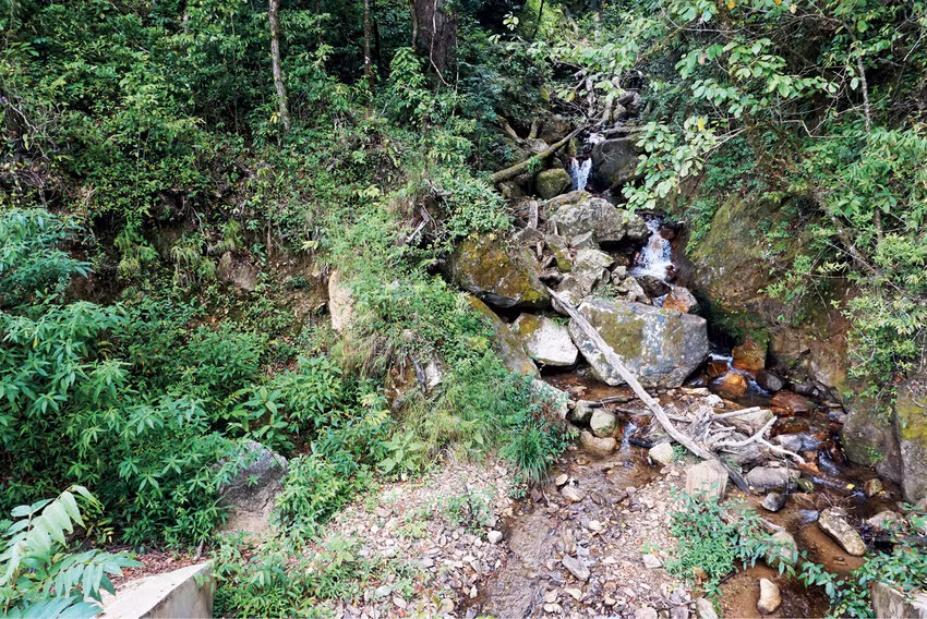 Đây là một khám phá đặc biệt vì cá cóc sần Ngọc Linh là một trong những loài có màu sắc sặc sỡ nhất trong chi Tylototriton, và cũng là lần đầu tiên loài cá cóc được ghi nhận ở Tây Nguyên. Ảnh: Researchgate.net.