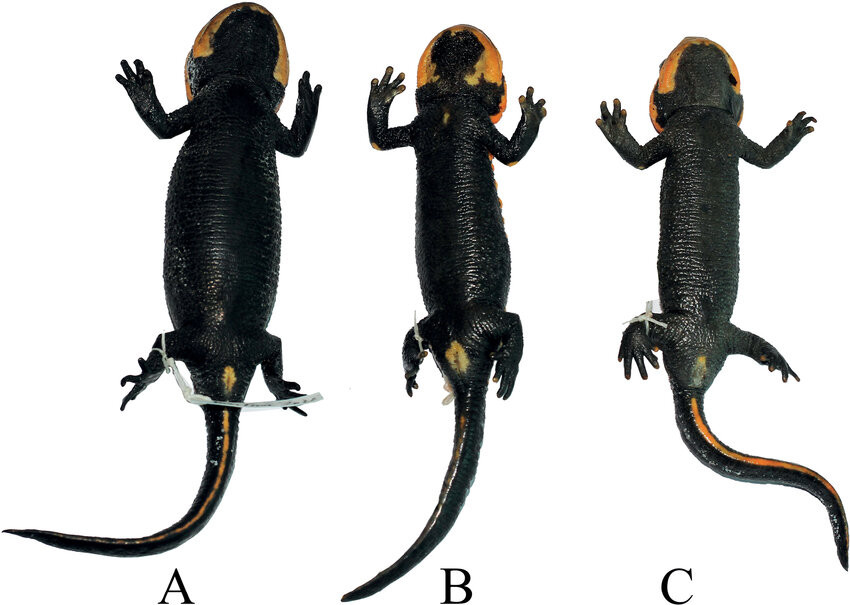 Trên tạp chí ZooKeys, các nhà nghiên cứu cho biết loài cá cóc mới đã được xác nhận dựa trên bằng chứng hình thái và sinh học phân tử khác biệt so với những loài đã biết. Ảnh: Researchgate.net.