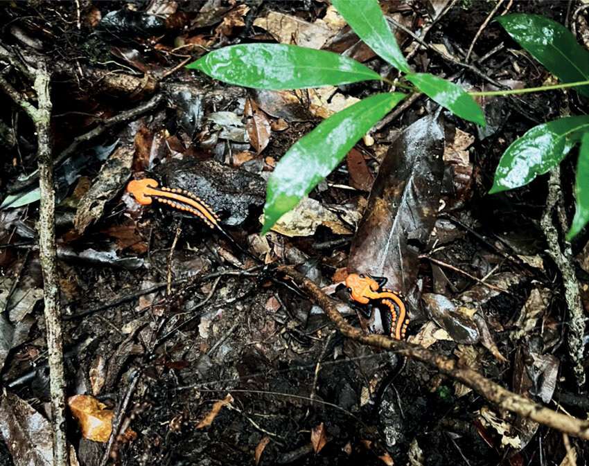 Được tìm thấy ở độ cao 1.800 mét, cá cóc sần Ngọc Linh cũng lập kỷ lục về độ cao đối với loài cá cóc được phát hiện ở Việt Nam. Các loài đã biết chỉ phân bố ở độ cao từ 250-1.740 mét. Ảnh: Researchgate.net.