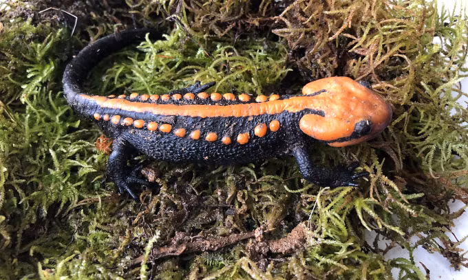 Nhưng phải mất hơn 4 năm, sau rất nhiều cuộc khảo sát một mình nơi vực sâu, núi cao, ông mới có cơ hội thu đủ mẫu nghiên cứu và chuẩn bị cho công bố loài cá cóc mà ông mô tả là "cực đẹp và cực hiếm" này. Ảnh: Nguyễn Thiên Tạo.