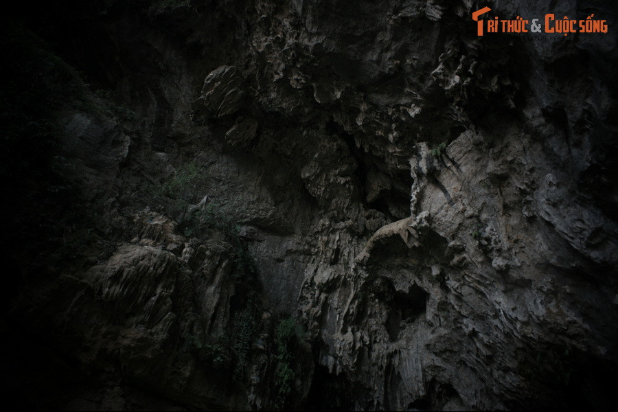 Tương truyền, "tua ngưởc" là sự báo hiệu cho cái chết sắp đến, và những người nhìn thấy sinh vật huyền bí này sẽ hồn lìa khỏi xác. Vẫn có một số ít người có thể sống sót nhưng bị đau ốm triền miên.