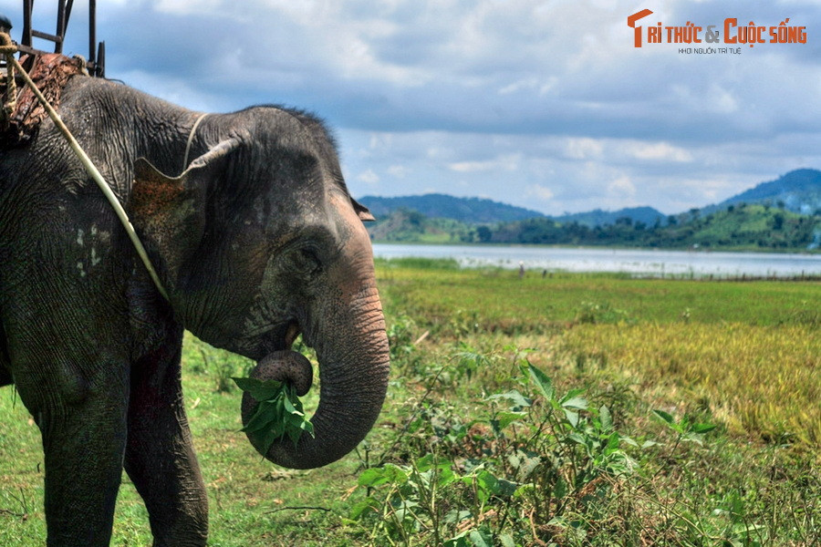 Bên hồ Lắk có nhiều buôn làng của người dân tộc M’Nông, nơi lưu giữ những nét văn hóa độc đáo của Tây Nguyên. Các buôn làng quanh hồ còn là nơi bảo tồn một quần thể voi nhà quan trọng của Việt Nam. Voi thường được thả cho kiếm ăn ở bờ hồ, nơi có thảm thực vật phong phú.