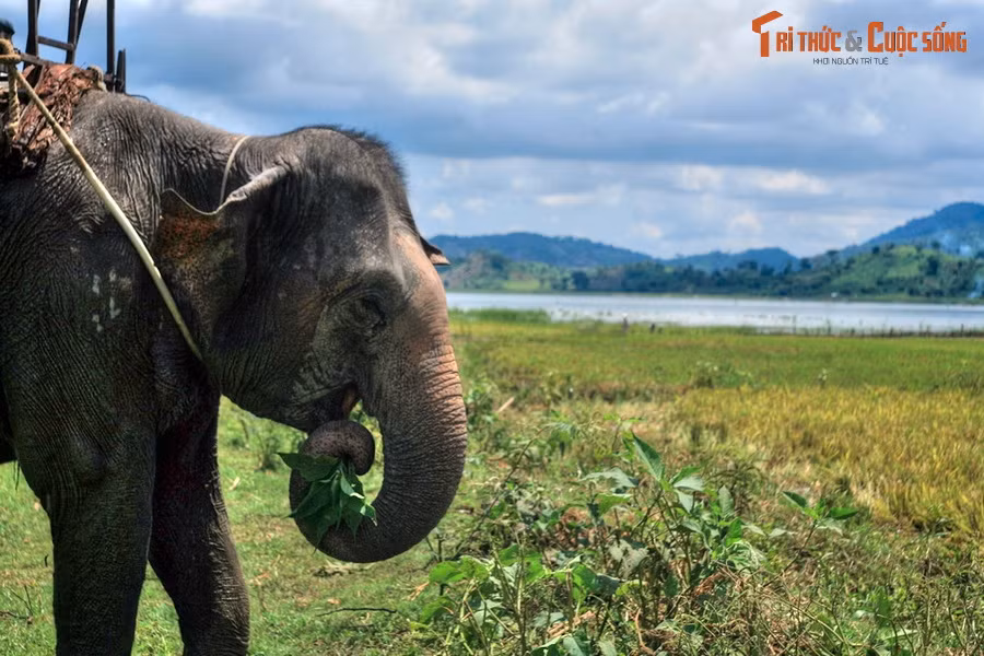 Bên hồ Lắk có nhiều buôn làng của người dân tộc M’Nông, nơi lưu giữ những nét văn hóa độc đáo của Tây Nguyên. Các buôn làng quanh hồ còn là nơi bảo tồn một quần thể voi nhà quan trọng của Việt Nam. Voi thường được thả cho kiếm ăn ở bờ hồ, nơi có thảm thực vật phong phú.