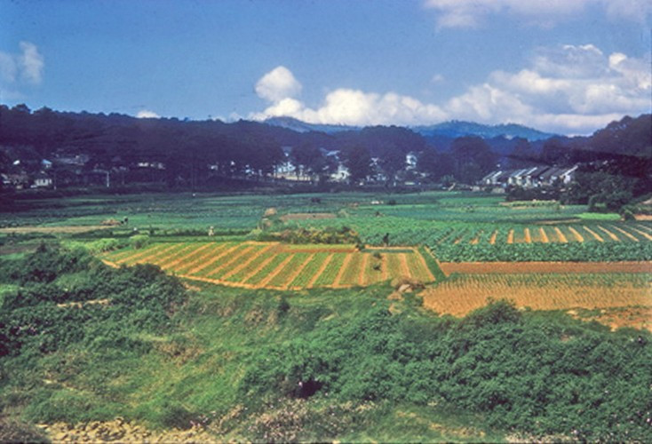 Vườn tược ở ngoại ô Đà Lạt.