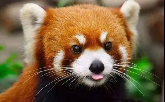 Gấu trúc đỏ sống ở các vùng núi ở châu Á, ẩn náu trên cây và dành một nửa cuộc đời để ngủ. Chúng ăn tre giống như gấu trúc nhưng có chế độ ăn đa dạng hơn bao gồm trái cây, các loại hạt và trứng.