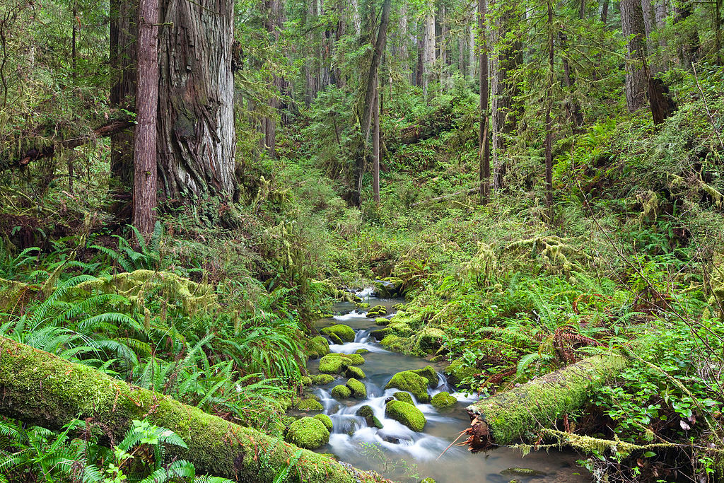 Nghiên cứu đặt ra nhiều câu hỏi hơn là câu trả lời, Gewirtzman nói. Một câu hỏi đặt ra là nguồn gốc của vi khuẩn sống trong gỗ? Nguồn rõ ràng là đất, vì đất rất giàu vi khuẩn, vi khuẩn cổ và nấm. Nhưng ở một số loài cây mà theo nhóm nghiên cứu, chỉ có 3% sự đa dạng của vi sinh vật trong gỗ trùng với đất mà nó phát triển. (Ảnh: Wikipedia)