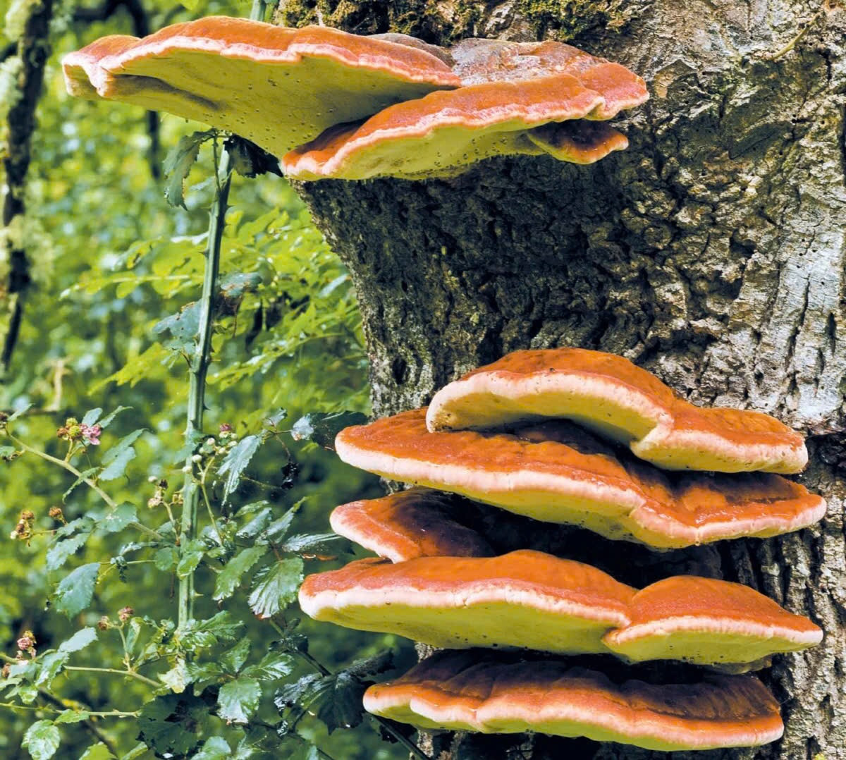 Vì vậy, trong nghiên cứu mới đây, học viên tiến sĩ Đại học Yale Jonathan Gewirtzman hợp tác với Wyatt Arnold, một học viên tiến sĩ khác của Yale chuyên ngành sinh học phân tử, đã đến một khu rừng ở Connecticut để nghiên cứu 15 loài cây phổ biến, bao gồm cây sồi, cây phong và cây thông. (Ảnh: Scientific American)