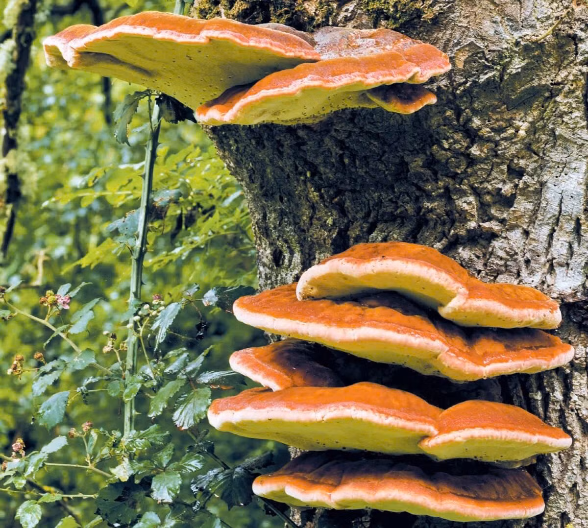 Vì vậy, trong nghiên cứu mới đây, học viên tiến sĩ Đại học Yale Jonathan Gewirtzman hợp tác với Wyatt Arnold, một học viên tiến sĩ khác của Yale chuyên ngành sinh học phân tử, đã đến một khu rừng ở Connecticut để nghiên cứu 15 loài cây phổ biến, bao gồm cây sồi, cây phong và cây thông. (Ảnh: Scientific American)