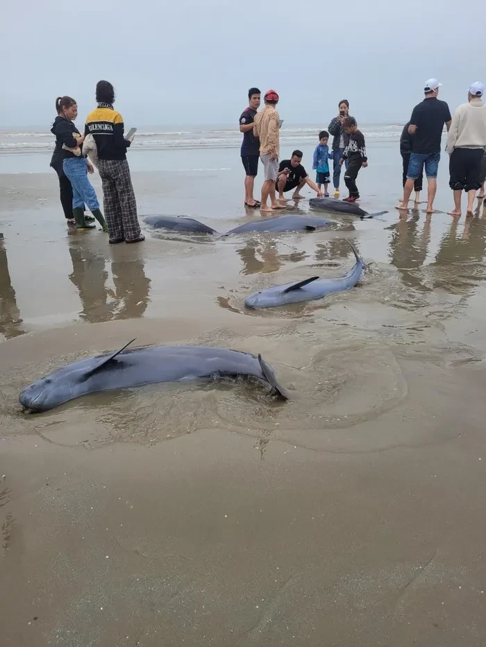 Theo ngư dân địa phương, loài cá nược rất ít xuất hiện trên địa bàn. Khoảng 40 năm trước, một ngư dân trên địa bàn xã cũng đã từng đánh bắt được loài cá này.