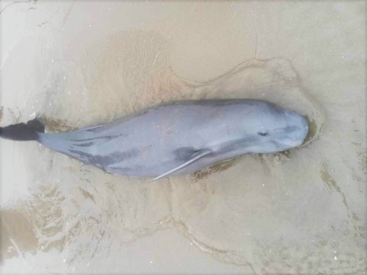 Loài này có cục mô lớn chứa nhiều chất béo ở trên trán, đầu tròn và tù. Mỏ của nó là không rõ ràng. Vây lưng ngắn, hình tam giác tù. Các chân chèo dài và rộng bản. Nó có da sáng màu trên toàn bộ cơ thể- phần bụng trắng hơn so với phần lưng.