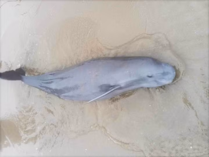 Loài này có cục mô lớn chứa nhiều chất béo ở trên trán, đầu tròn và tù. Mỏ của nó là không rõ ràng. Vây lưng ngắn, hình tam giác tù. Các chân chèo dài và rộng bản. Nó có da sáng màu trên toàn bộ cơ thể- phần bụng trắng hơn so với phần lưng.