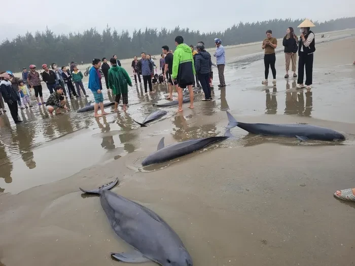 Cá nược (Orcaella brevirostris), IUCN còn gọi là cá heo Irrawaddy sông Mekong là một loài động vật có vú thuộc họ Cá heo biển Delphinidae, sống ven bờ biển và cửa sông trong khu vực Đông Nam Á. Ở Việt Nam loài này được định danh tiếng Việt là cá nược hoặc cá nược Minh Hải.