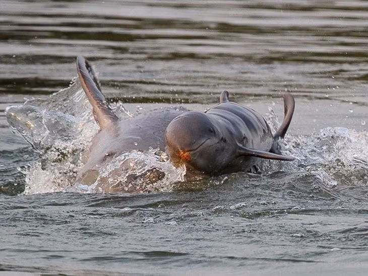 Đầu năm 2012, các nhà khoa học đã tìm thấy một quẩn thể gồm khoảng 20 con cá nược tại khu vực gần quần đảo Bà Lụa, thuộc Khu dự trữ sinh quyển Kiên Giang của Việt Nam.