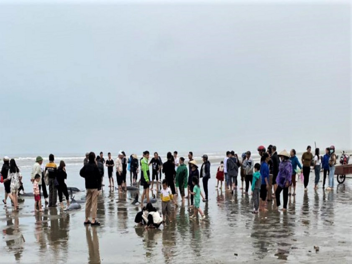 Sau khi xác định đây là loài cá quý hiếm, chính quyền địa phương đã hỗ trợ người dân một ít kinh phí dầu máy, vận động họ thả cá về biển để bảo tồn. Hiện có 16 con cá nược đã được thả về biển, còn lại 3 con bị chết do ngộp thở.