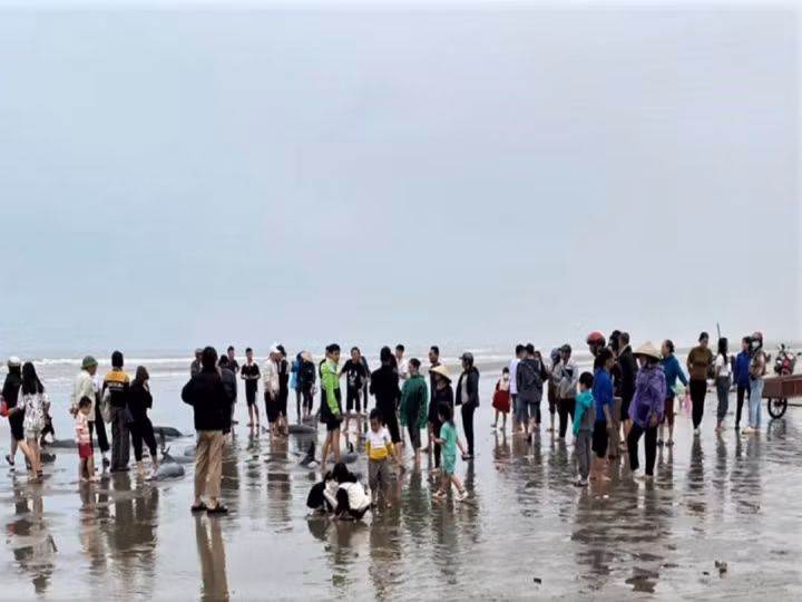 Sau khi xác định đây là loài cá quý hiếm, chính quyền địa phương đã hỗ trợ người dân một ít kinh phí dầu máy, vận động họ thả cá về biển để bảo tồn. Hiện có 16 con cá nược đã được thả về biển, còn lại 3 con bị chết do ngộp thở.