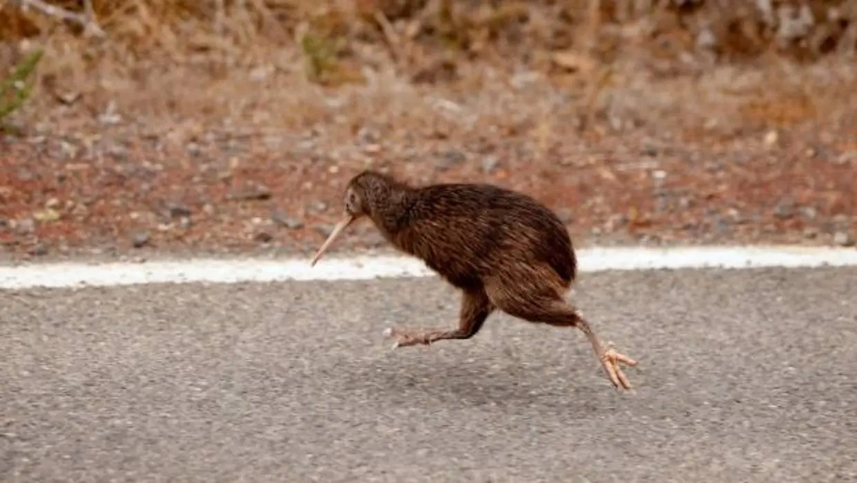 Trong môi trường biệt lập, thiếu các loài săn mồi lớn trên cạn, việc bay không phải là điều kiện cần thiết để sinh tồn nên tổ tiên của loài chim Kiwi dần mất đi khả năng bay trong quá trình tiến hóa.