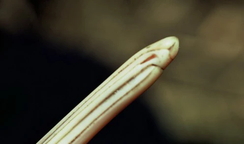 Khứu giác vượt trội của chim Kiwi là một phần trong chiến lược sinh tồn của loài này. Vì chúng chủ yếu hoạt động về đêm và có thị lực kém phát triển nên chúng phải dựa vào khứu giác để tìm thức ăn và cảm nhận môi trường xung quanh.