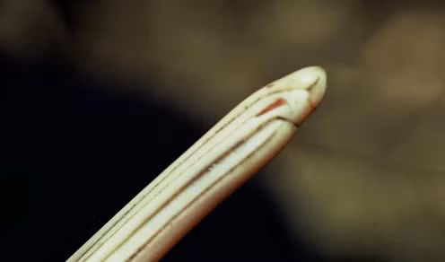 Khứu giác vượt trội của chim Kiwi là một phần trong chiến lược sinh tồn của loài này. Vì chúng chủ yếu hoạt động về đêm và có thị lực kém phát triển nên chúng phải dựa vào khứu giác để tìm thức ăn và cảm nhận môi trường xung quanh.