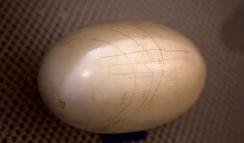 Chim Kiwi cũng là loài sở hữu những quả trứng khổng lồ – bằng 20% trọng lượng cơ thể của con cái trưởng thành - nếu so sánh với kích thước cơ thể thì chim Kiwi cái đẻ một quả trứng lớn hơn hầu hết các loài chim khác.