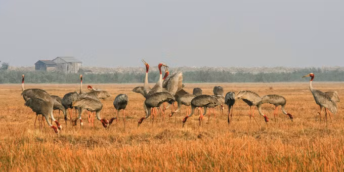 Sếu đầu đỏ 3 năm tuổi sẽ bắt cặp để sinh sản và mất 1 năm nuôi con trước khi đẻ lứa tiếp theo (Ảnh: Nguyễn Văn Hùng).