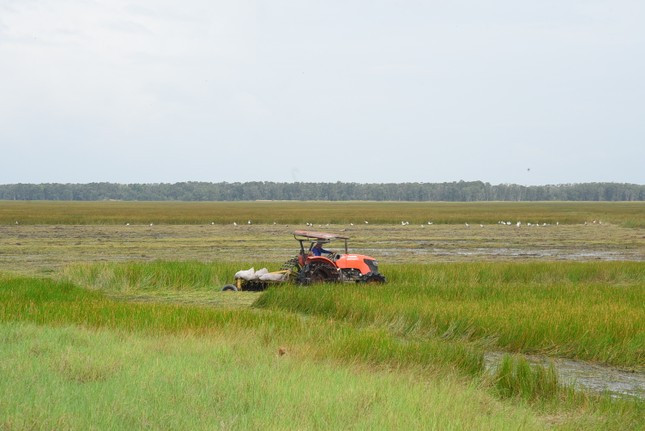 Sự hiện diện của sếu đầu đỏ là một trong những lý do quan trọng cho việc hình thành khu bảo tồn đất ngập nước Tràm Chim, tiền thân của Vườn quốc gia Tràm Chim ngày nay.