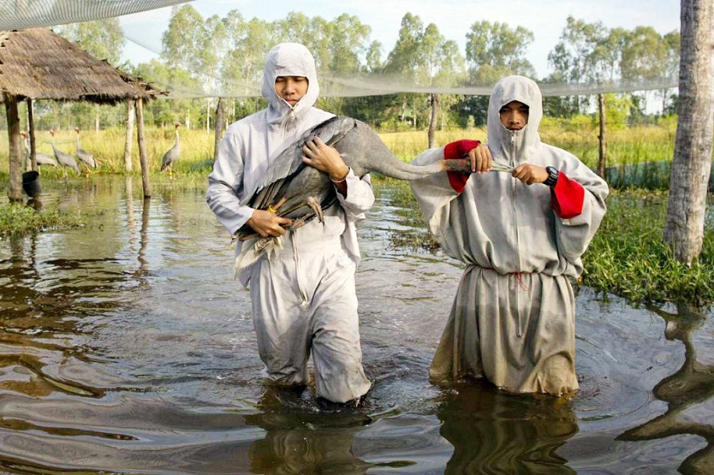 Dự kiến, hệ sinh thái Vườn Quốc gia Tràm Chim sẽ được phục hồi thông qua việc điều tiết nước hợp lý và áp dụng các biện pháp nghiên cứu phù hợp, nhằm phục vụ môi trường sinh sống của sếu đầu đỏ.