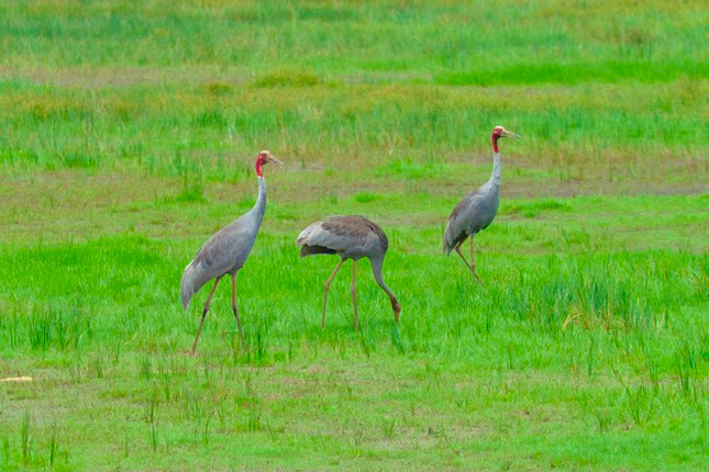 Sếu đầu đỏ được phát hiện ở Tràm Chim vào năm 1985. Số lượng sếu ghi nhận được ở Tràm Chim có lúc hơn 1.000 cá thể. Từ đó đến cuối các năm 1990, Tràm Chim luôn là nơi có nhiều sếu đầu đỏ nhất trong khu vực hạ lưu sông Mê Kông.