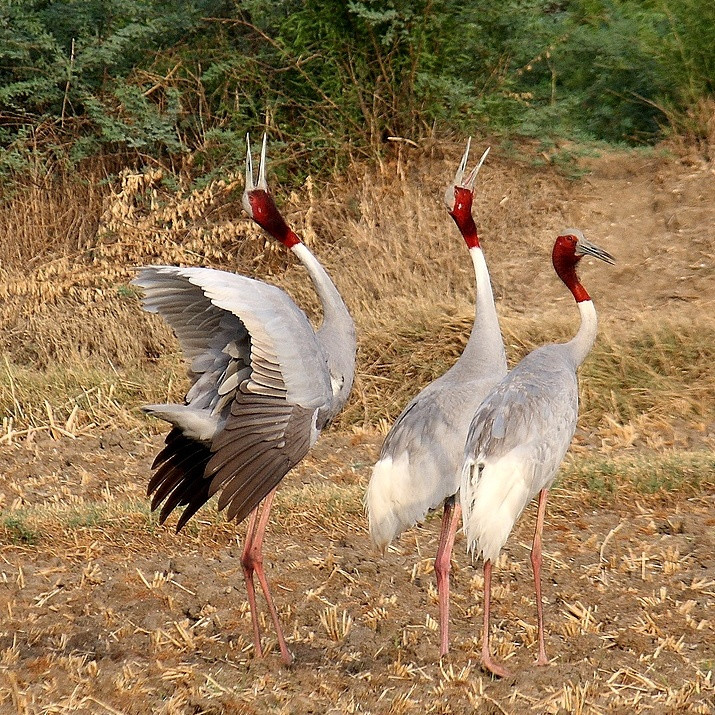 Lãnh đạo nơi đây cho biết, thông thường khoảng tháng 12 năm trước tới hết tháng 4 năm sau là mùa khô ở Đồng bằng sông Cửu Long, sếu đầu đỏ thường di cư tới Vườn Quốc gia Tràm Chim. Tuy nhiên, hơn 2 năm trở lại đây, sếu đầu đỏ không còn xuất hiện tại vườn quốc gia này.