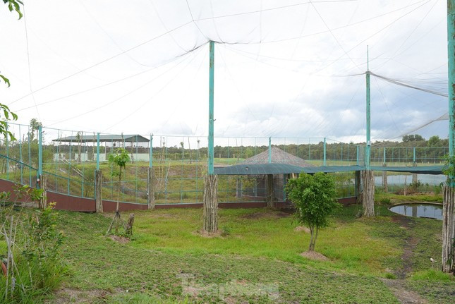 Tuy nhiên, do nhiều nguyên nhân khác nhau, số lượng sếu đầu đỏ về Tràm Chim càng lúc càng giảm, chủ yếu do môi trường sinh thái ở vườn thay đổi; nước lũ về ít, không rửa trôi được các bả thực bì, đồng thời giảm lượng thủy sản là thức ăn chính của chim...(Ảnh: Tiền Phong).