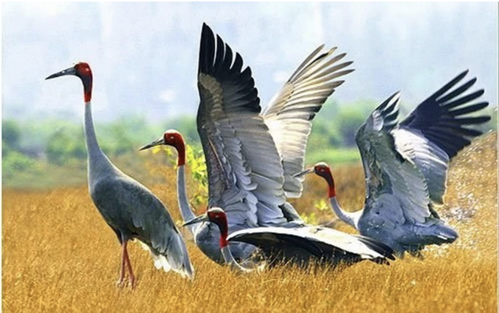 Khoảng 10h30 ngày 7/3, nhân viên Vườn Quốc gia Tràm Chim (huyện Tam Nông, Đồng Tháp) đã thấy 4 cá thể sếu đầu đỏ kiếm ăn tại phân khu A5. (Ảnh: TTXVN)