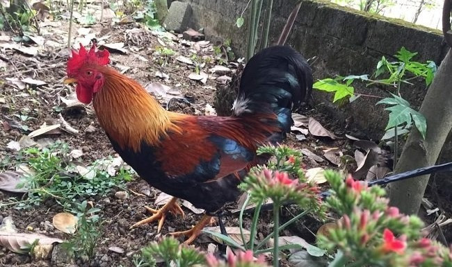 Giống gà này khi trưởng thành sẽ có được thân hình khá đẹp, nhìn rắn chắc và khá khỏe. Hơn nữa vẻ đẹp mà nó sở hữu cùng với những màu sắc tượng trưng đủ năm màu ở trong ngũ hành.