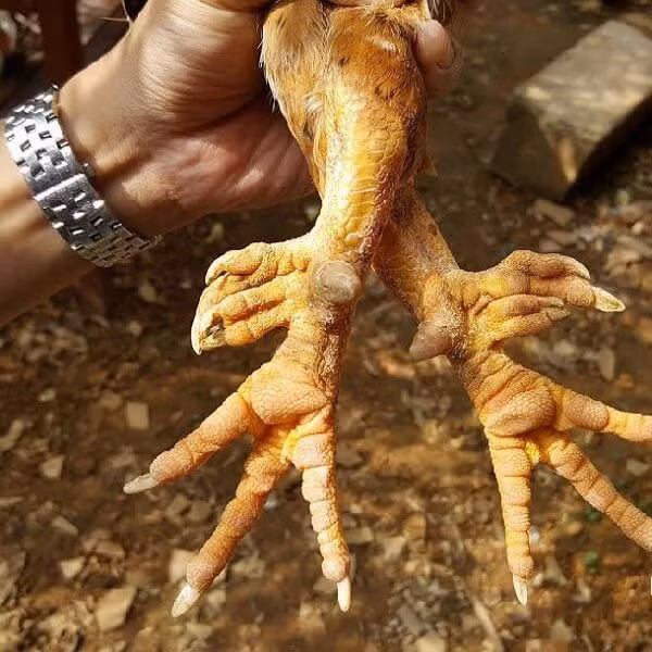 Hiện tại, người dân đã chia ra làm hai loại dựa theo cựa của chúng, với những cựa hình tam giác thì được phân vào dòng lục đỉnh còn cựa lép có hình hơi tròn thì chính là dòng gà chín cựa đặc trưng.