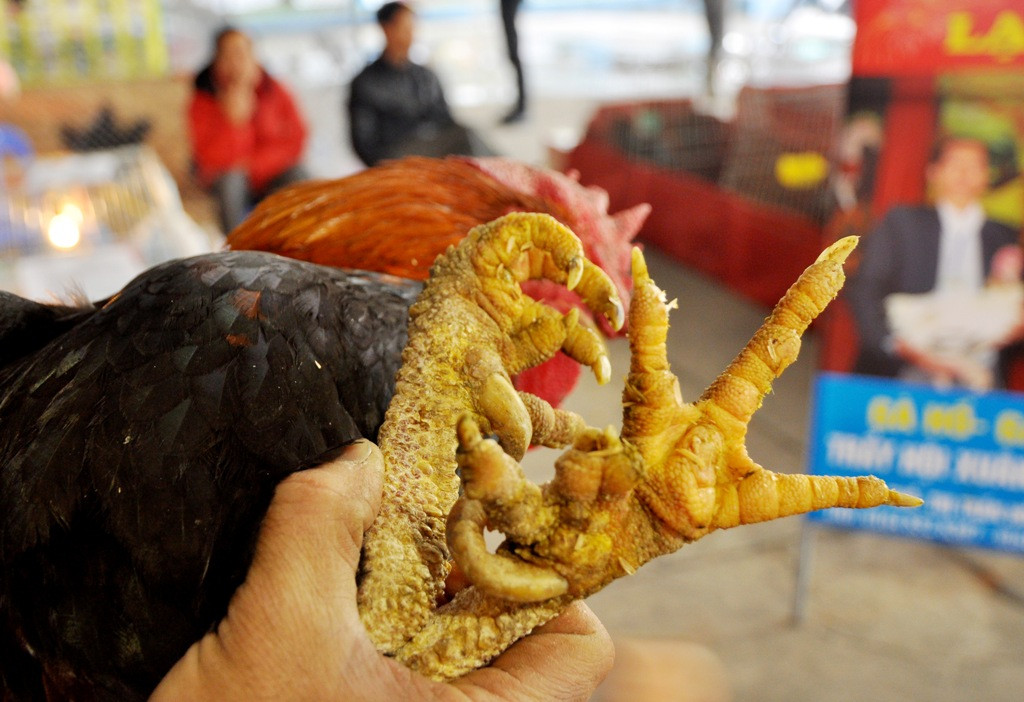 Do giống gà nhiều cựa nguyên bản tốc độ tăng trưởng chậm hơn so với gà ta, nên giá thành của nó cũng cao gấp 2 - 3 lần và dao động từ 250.000 - 350.000/kg. Ngoài thịt ăn thơm ngon, tướng của gà chín cựa cũng cực kỳ đẹp.