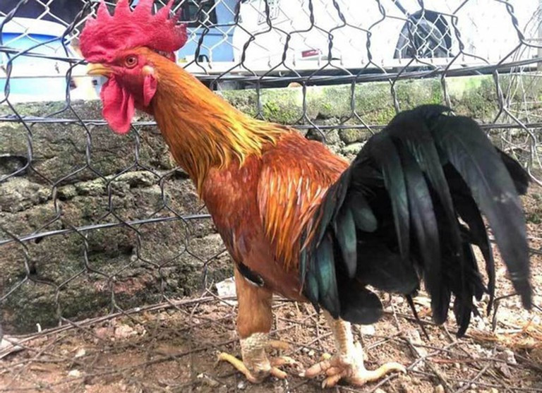 Chúng sở hữu cho mình chiếc mào đỏ tươi nổi bật, phần đuôi cong khá đẹp mắt. Ánh mắt vô cùng linh hoạt, sắc lẹm, được coi là một dòng gà khá hung dữ và luôn thể hiện được sự hiếu chiến.