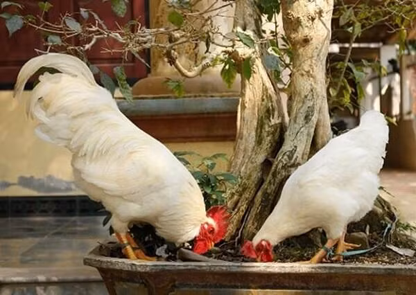  Gà chín cựa hay còn gọi là gà nhiều cựa được xem là đặc sản quý của vùng núi Xuân Sơn (Phú Thọ) và xã Mẫu Sơn (Lạng Sơn). Tương truyền, trước kia, gà chín cựa còn được người dân dùng để cung tiến vua.