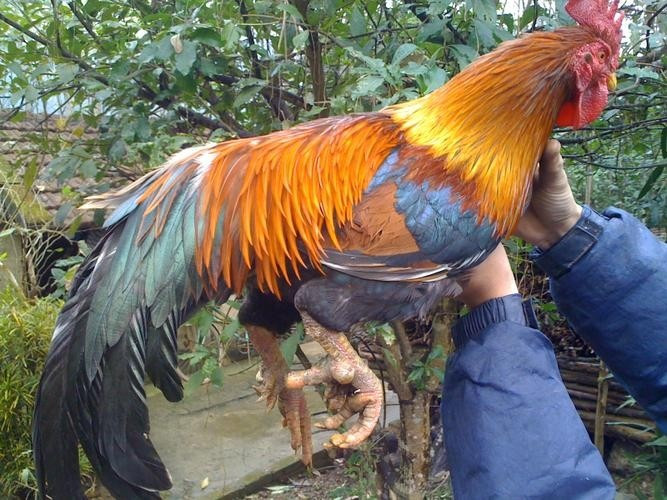 Giống gà này khả năng leo núi cực kỳ tốt. Chính vì đặc tính tự bấu vào đất, rễ cây mà đi nên mới sinh ra chân có nhiều cựa. Chúng cũng là loài gà bay rất giỏi.